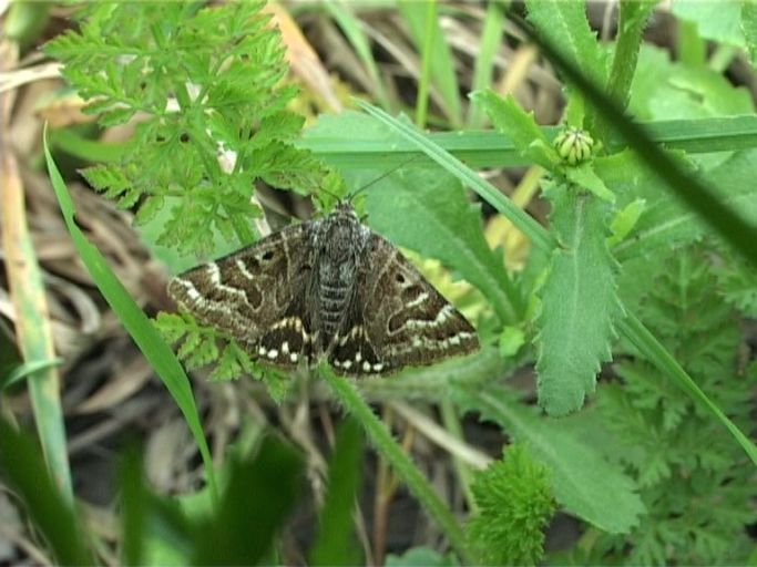 Scheck-Tageule ( Callistege mi ) : Am Niederrhein, Biotop, 18.05.2007